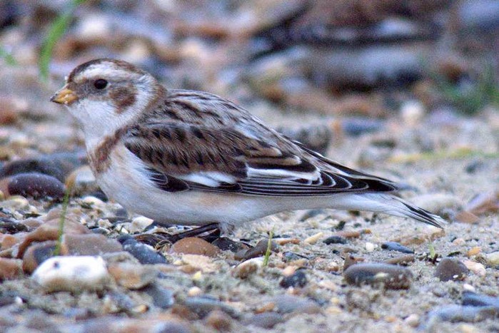 Snow Bunting