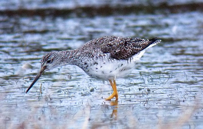 Greater Yellowlegs