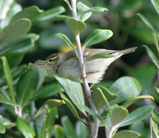 Arctic Warbler