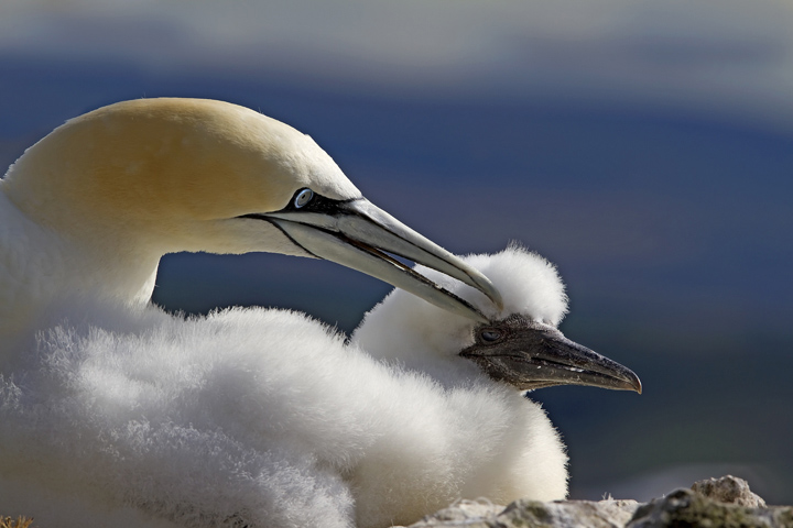 Gannet