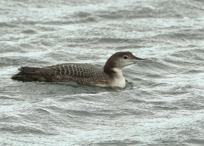 Great Northern Diver