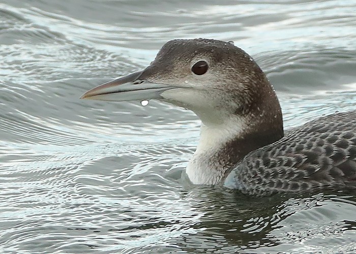 Great Northern Diver