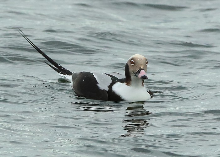 Long-tailed Duck