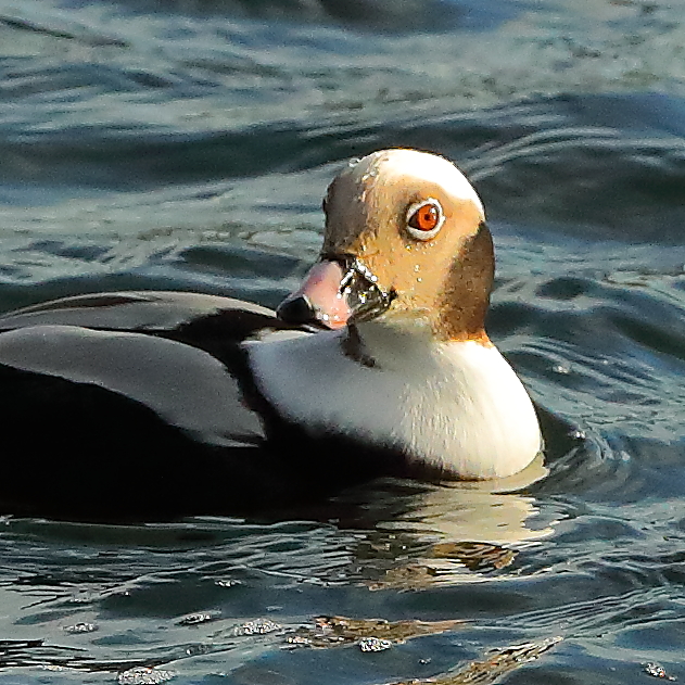 Long-tailed Duck