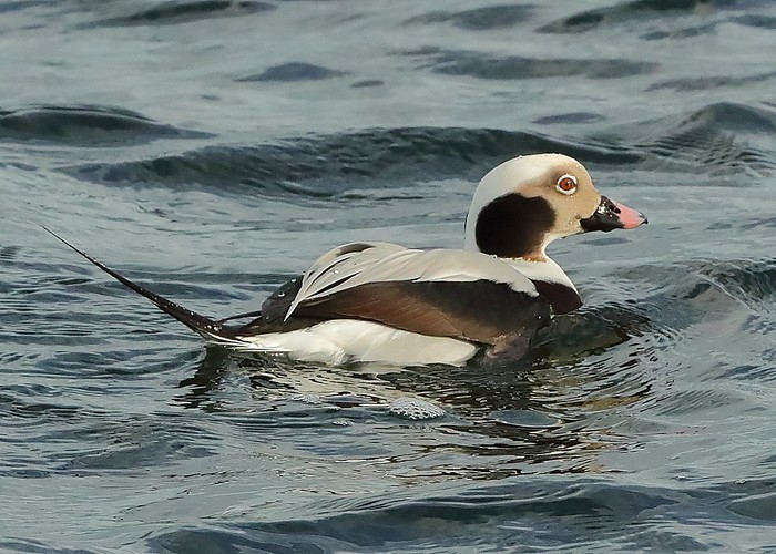 Long-tailed Duck