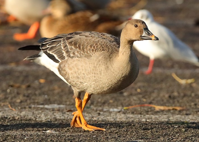 Tundra Bean Goose