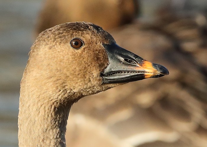 Tundra Bean Goose