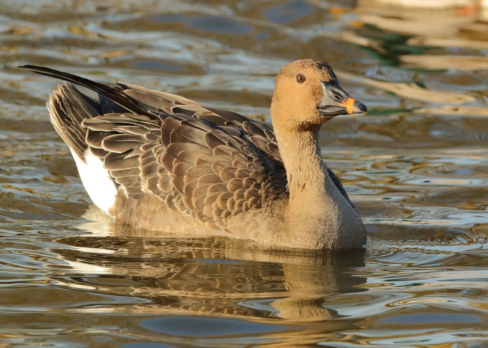 Tundra Bean Goose