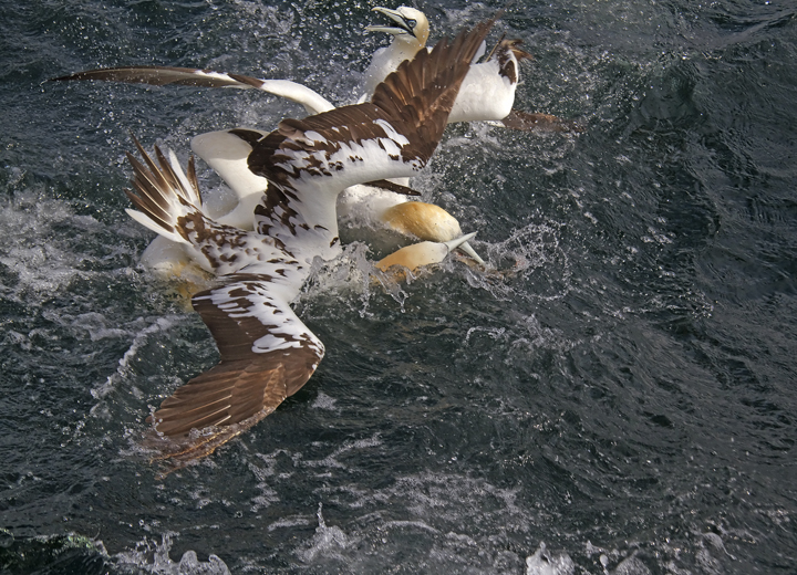 Gannet