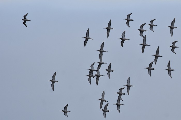 Hudsonian Godwit