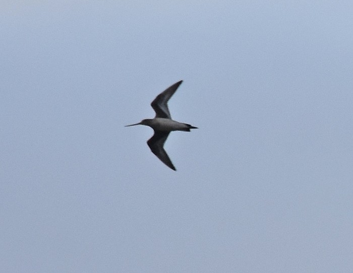 Hudsonian Godwit
