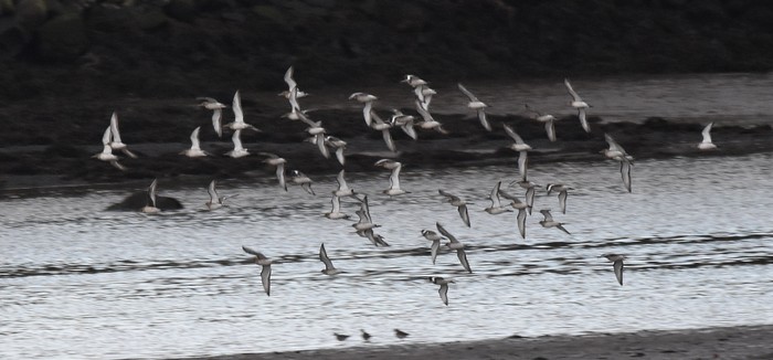 Hudsonian Godwit
