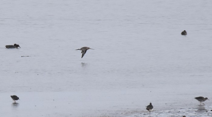 Hudsonian Godwit