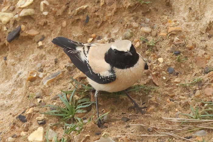 Desert Wheatear