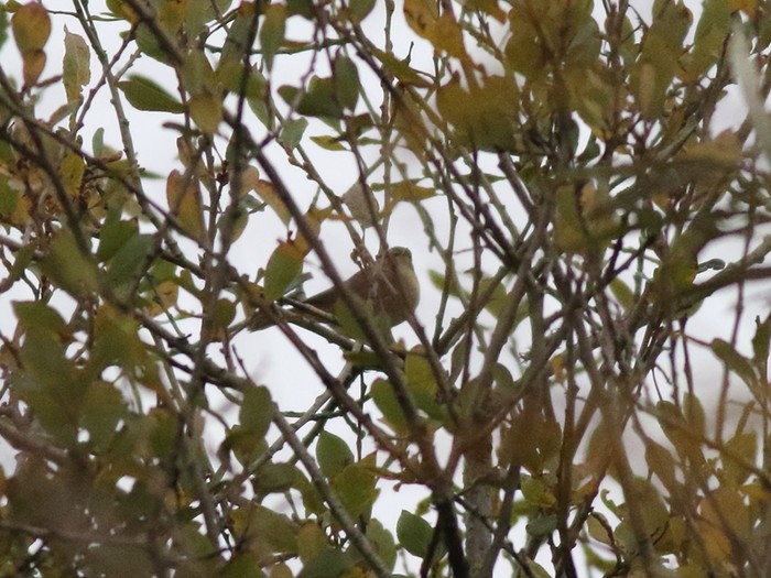 Dusky Warbler