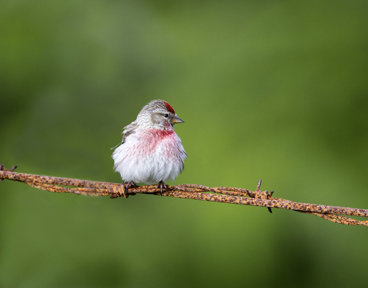 Lesser Redpoll
