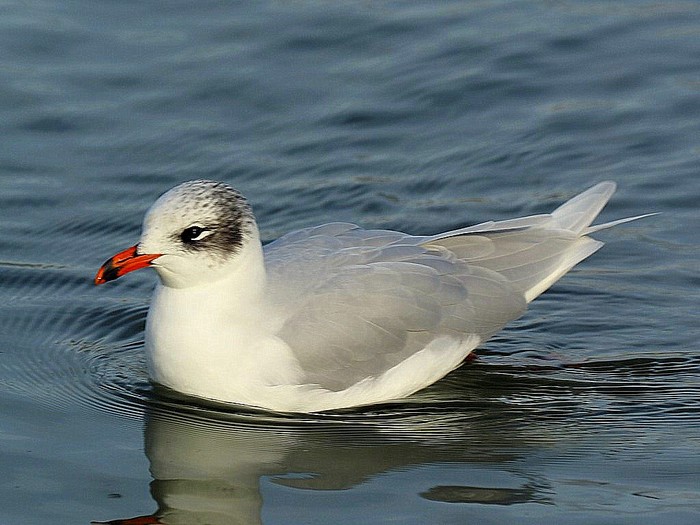 Mediterranean Gull