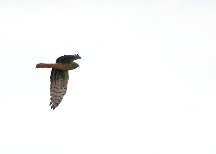Hen Harrier