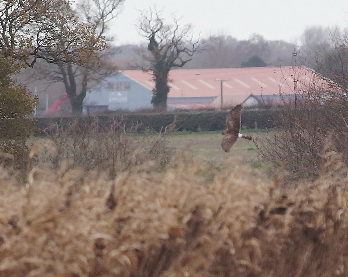 Hen Harrier