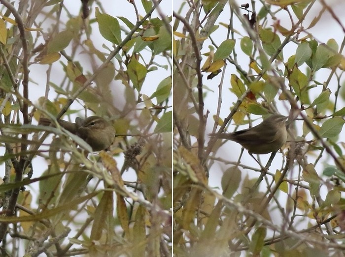 Dusky Warbler