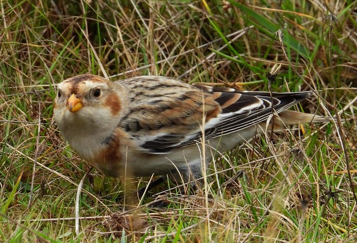 Snow Bunting