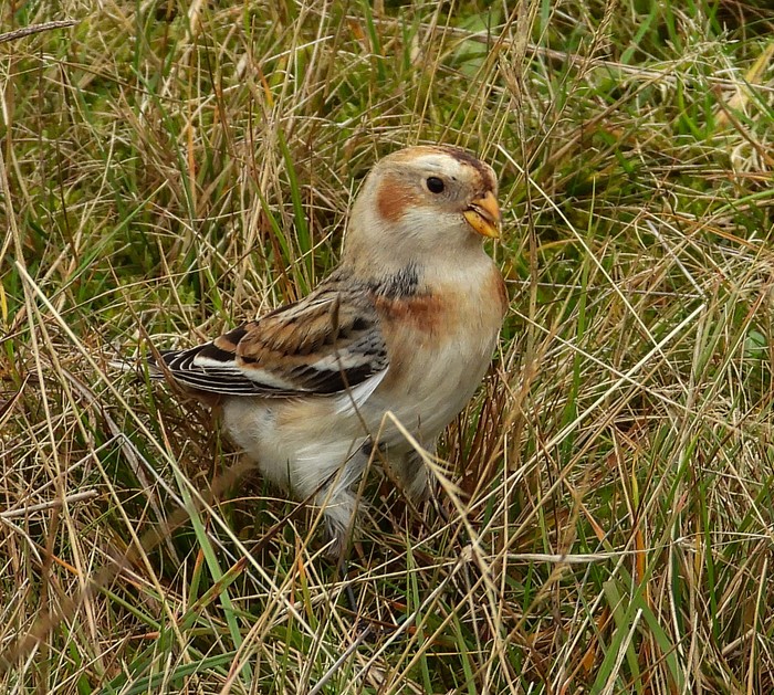 Snow Bunting