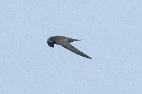 Pallid Swift