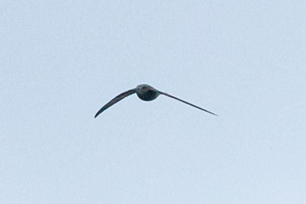 Pallid Swift