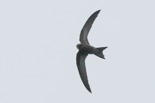 Pallid Swift