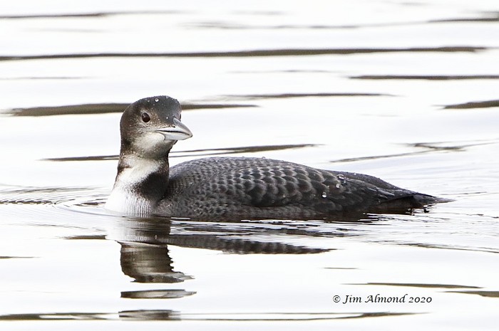 Great Northern Diver