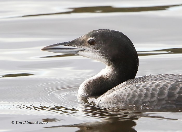 Great Northern Diver
