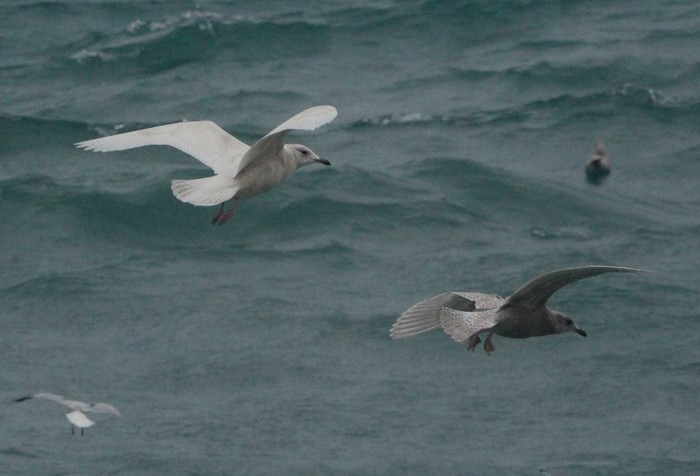 Kumlien's Gull