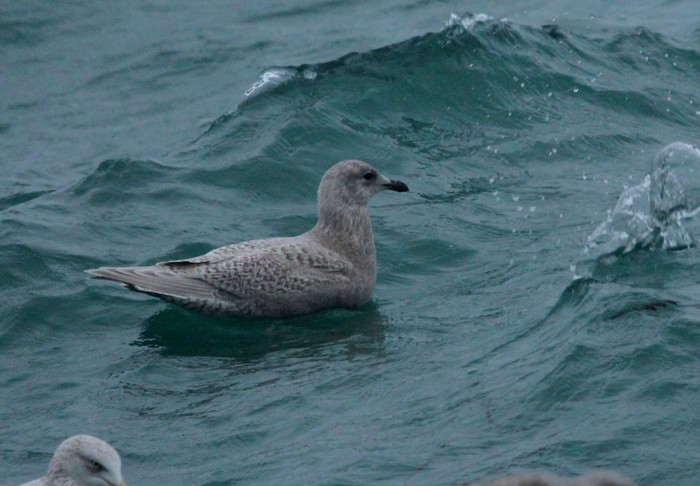 Kumlien's Gull