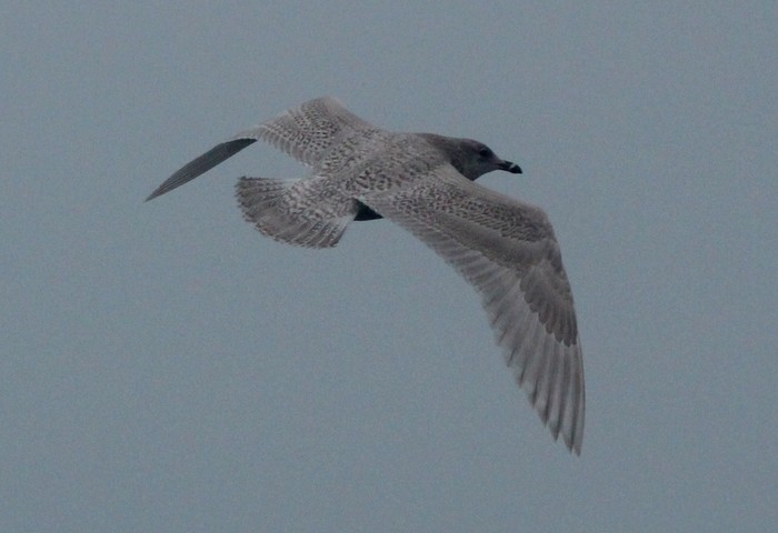 Kumlien's Gull