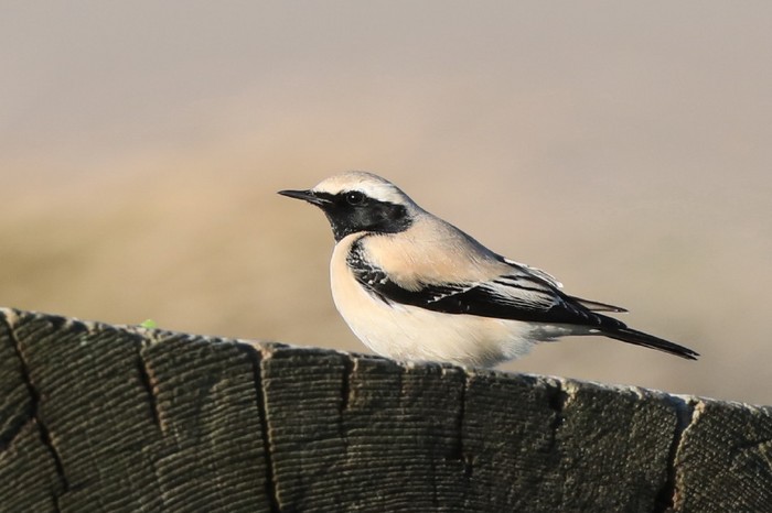 Desert Wheatear