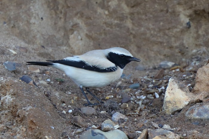 Desert Wheatear