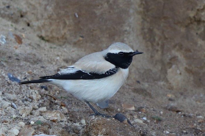 Desert Wheatear