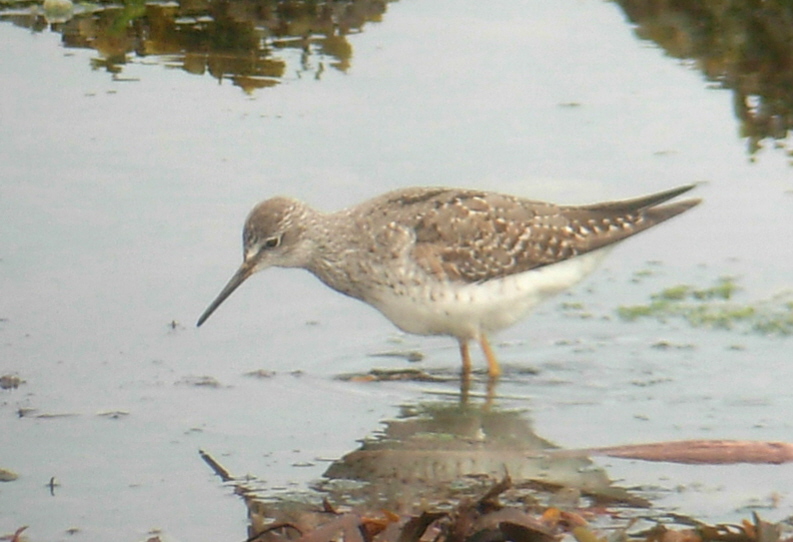 Lesser Yellowlegs