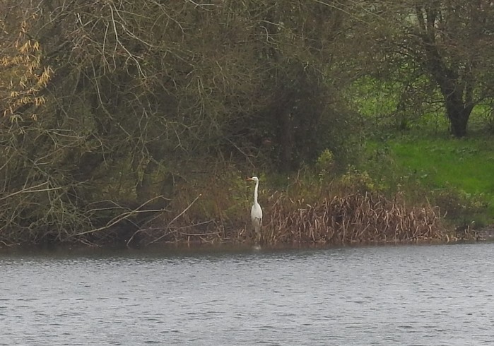 Great White Egret