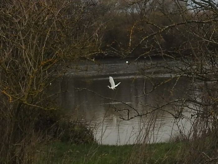 Little Egret
