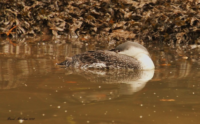 Red-throated Diver