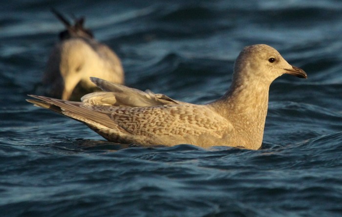 Kumlien's Gull