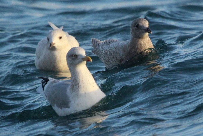 Kumlien's Gull