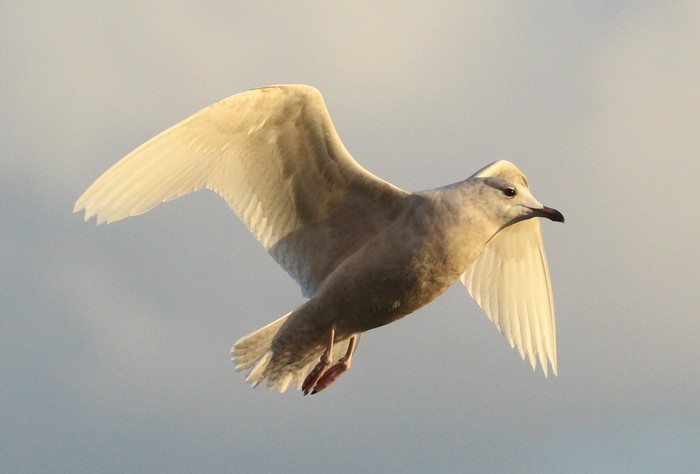 Iceland Gull
