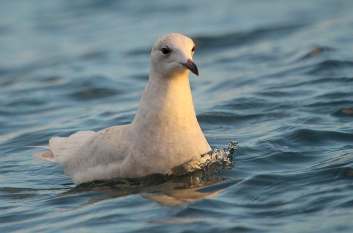 Iceland Gull