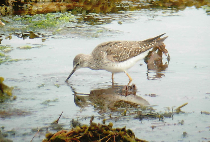 Lesser Yellowlegs