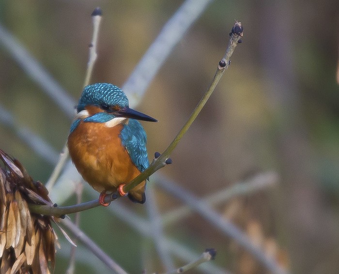 Kingfisher