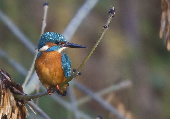 Kingfisher