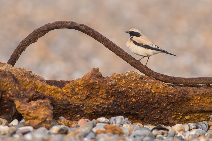Desert Wheatear