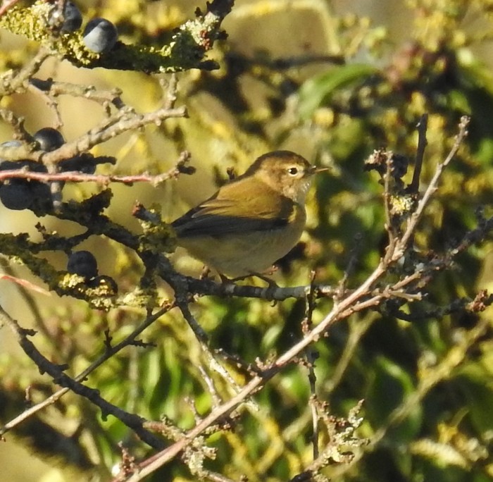 Chiffchaff